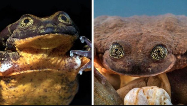 A Frog Thought to Be the Last of His Species Just Got a Girlfriend