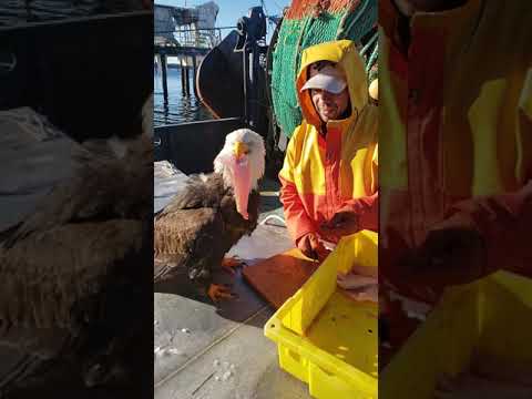 A Persistent Eagle Steals a Fisherman’s Catch