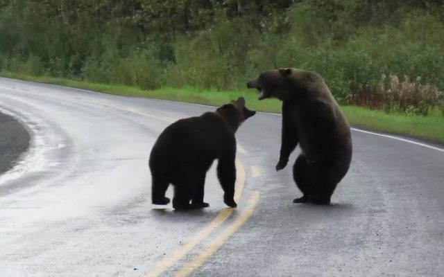 Rare Video of Two Grizzlies Viciously Fighting