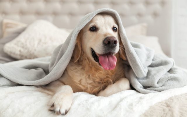 You’ll Actually Sleep Better With Your Dog in the Bedroom