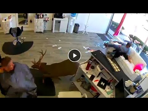 A Deer Crashes Through the Window of a Hair Salon