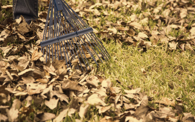 Raking Leaves Is for Suckers! This Easier Option Is Better for Your Lawn
