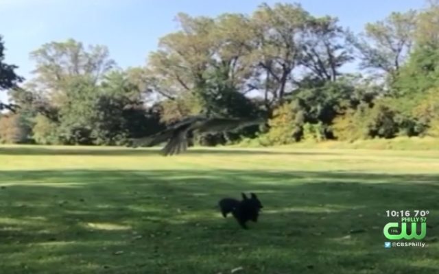 A Hawk Almost Snatches a Small Dog in a Park