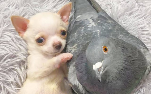 The Puppy That’s Best Friends with a Pigeon Just Got a Custom Wheelchair