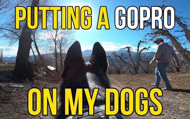 I Put A GoPro On My Dogs