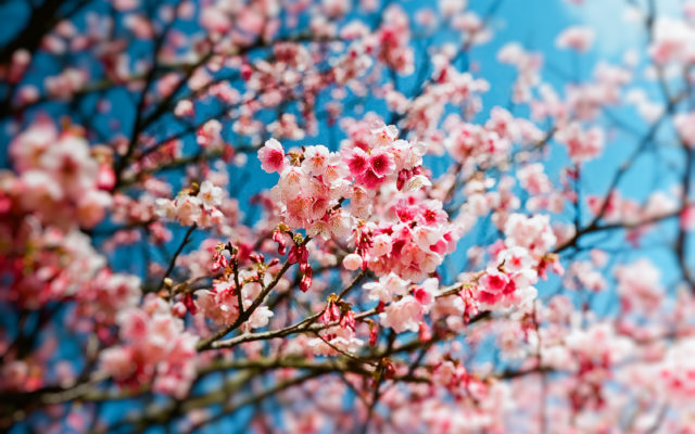 Tomorrow Is the First Day of Spring! Here’s Why It Might Make You Happier and Healthier