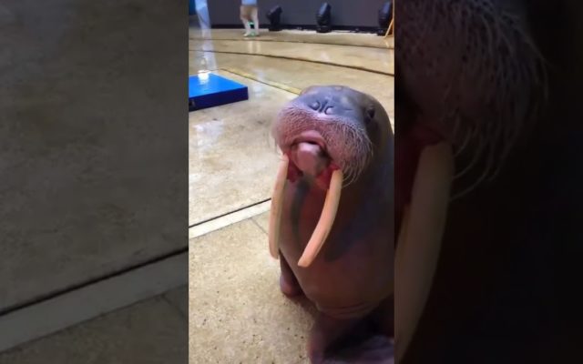 A Couple of Whistling Walruses