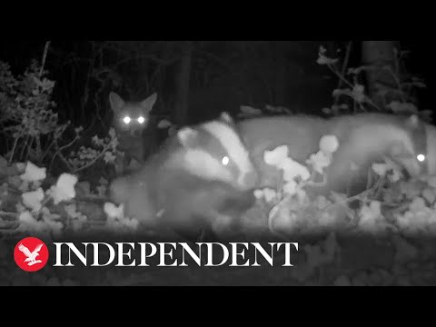 A Fox Watches Two Badgers Fighting