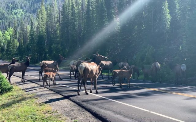A Noisy Herd of Elk Stops Traffic in Rocky Mountain National Park