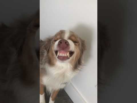 A Dog’s Guilty Grin When He’s Caught Pooping in the House
