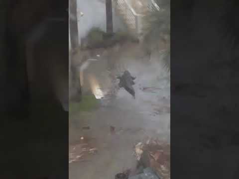 Hurricane Sally Brings a 12-Foot Gator Into Someone’s Yard