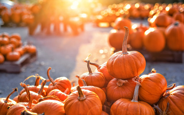 Five Questions We’re Googling About Pumpkins Right Now