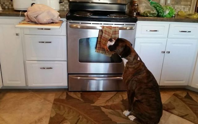 Four Thanksgiving Foods You Shouldn’t Give Your Dog
