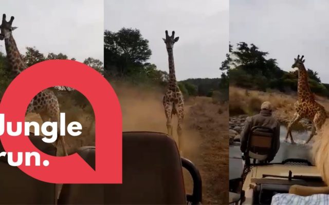 An Angry Giraffe Chases Down Tourists on a Safari