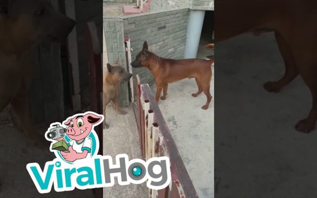 Two Angry Dogs Are Totally Chill When the Gate Between Them Opens