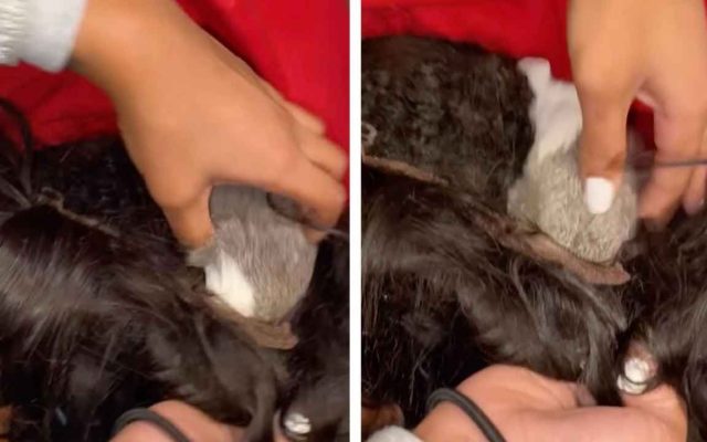 A Girl Freaks Out When a Guinea Pig Crawls in Her Wig