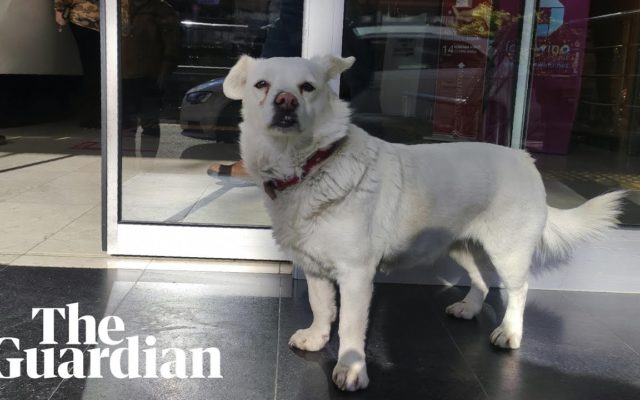 A Dog Waits Outside a Hospital For Its Owner . . . For Six Days