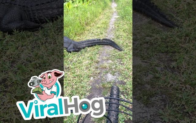 A Cyclist Is Stopped on a Trail by Two Alligators