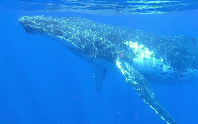 Check Out a Humpback Whale Singing His Heart Out for a Mate