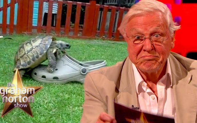 David Attenborough Narrates a Tortoise Mating With a Shoe