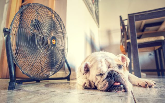 Five Ways to Cool Your House Down When You Don’t Have AC