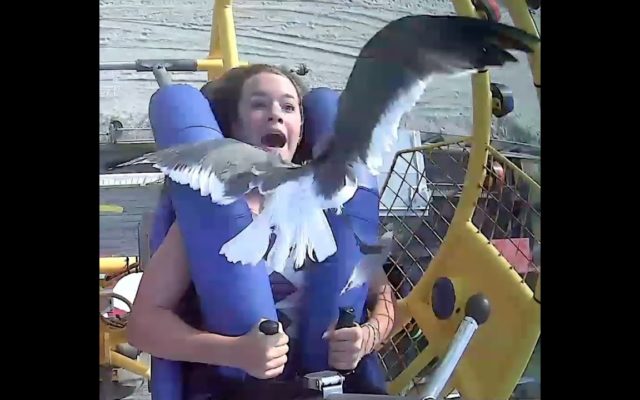 A Seagull Flies Into the Face of a Teenager on an Amusement Park Ride