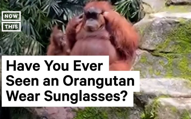 Have You Seen the “Orangutan Wearing Sunglasses” Video?