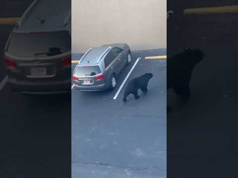 A Curious Bear Approaches a Guy Cleaning Out His Van