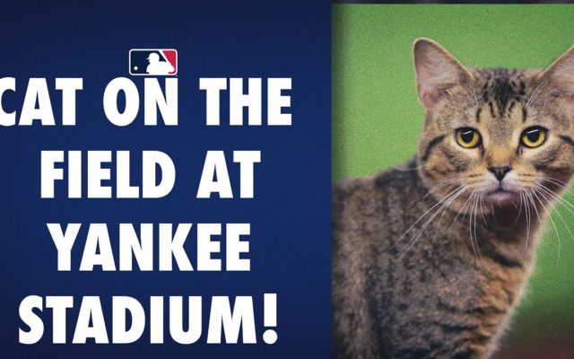 The Yankees Struggled to Catch a Cat on the Field, and the Fans Gave It “MVP!” Chants