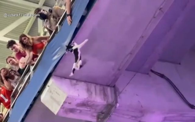 Good News: Football Fans Used an American Flag to Catch a Falling Cat