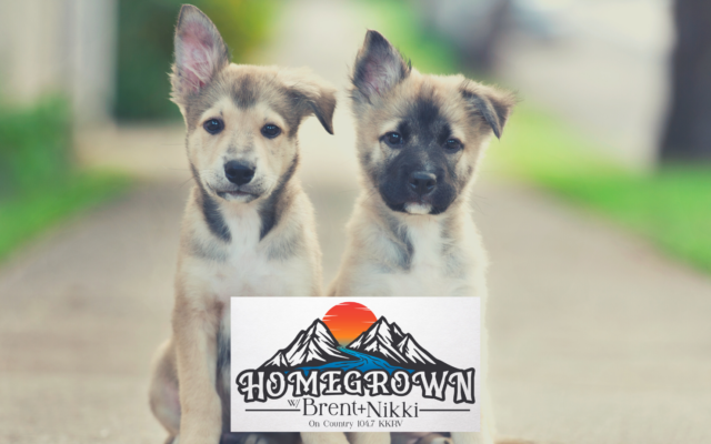 Homegrown Recap: February 16, 2022 – Back to the Puppy Stage