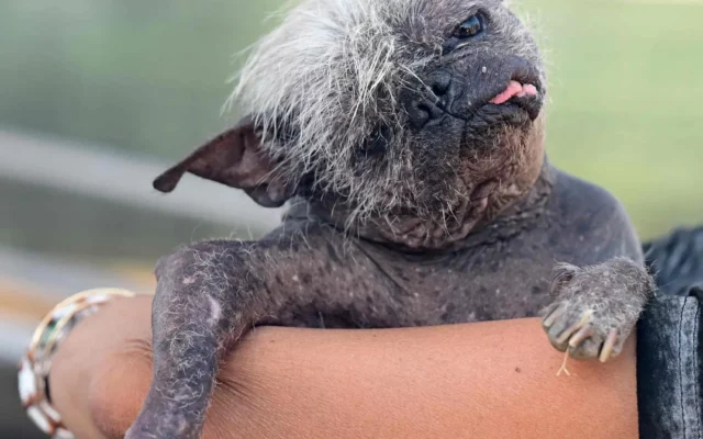 There’s a New “World’s Ugliest Dog” for the First Time in Three Years
