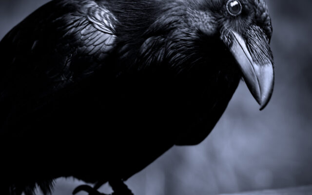 How to Befriend Crows and Turn Them Against Your Enemies