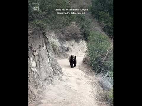 The Bravest Woman in the World Lets a Bear Pass by on a Hiking Trail
