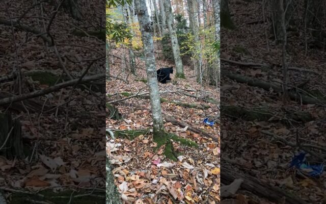 A Woman Uses Cleaning Spray to Scare off a Black Bear