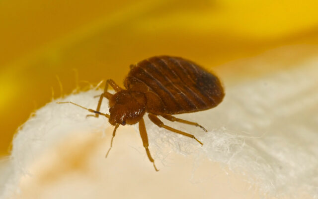 Orkin Released Its Annual List of Cities with the Most Bed Bugs