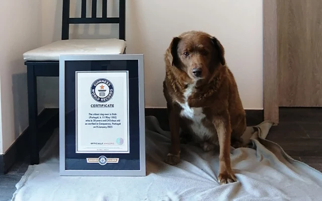 World’s Oldest Dog Celebrates 31st Birthday