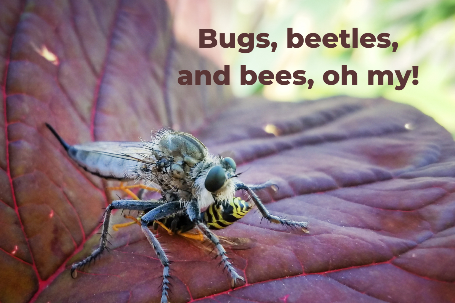 <h1 class="tribe-events-single-event-title">Bugs, Beetles, and Bees, Oh My!</h1>